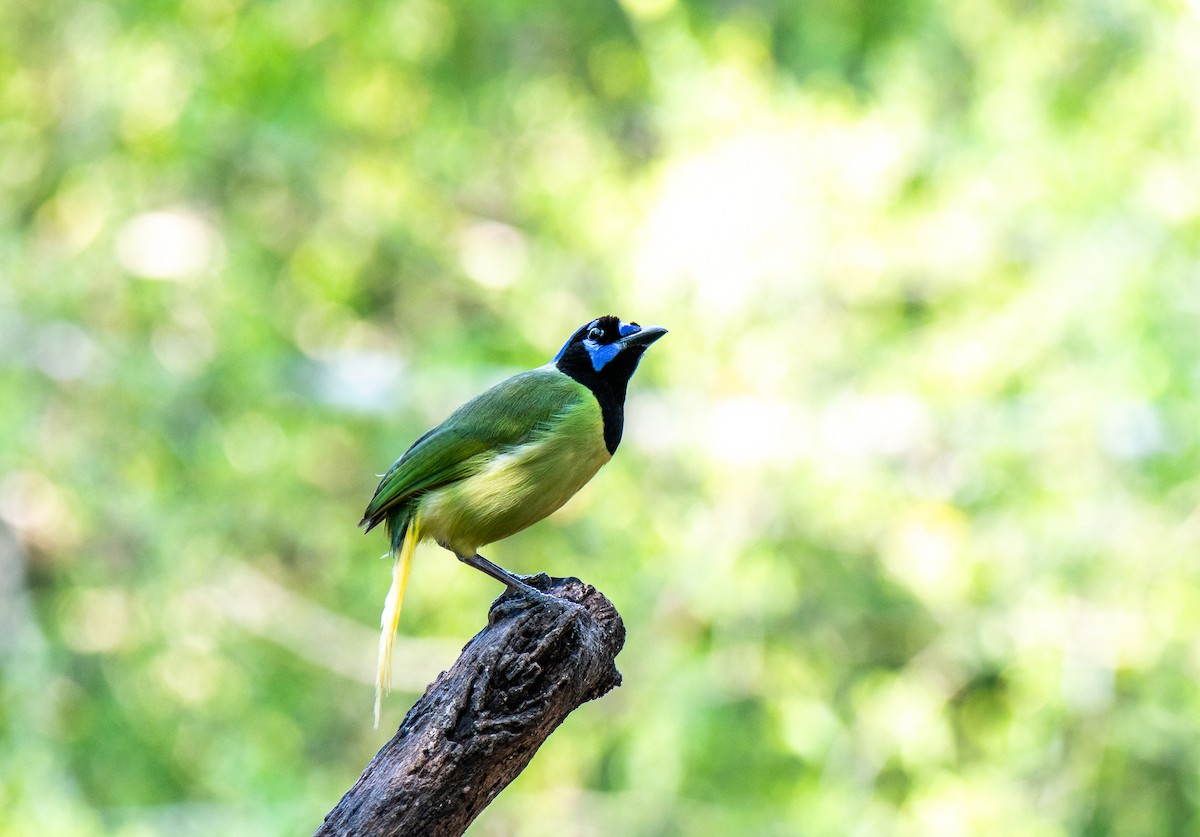 Green Jay - ML619815226