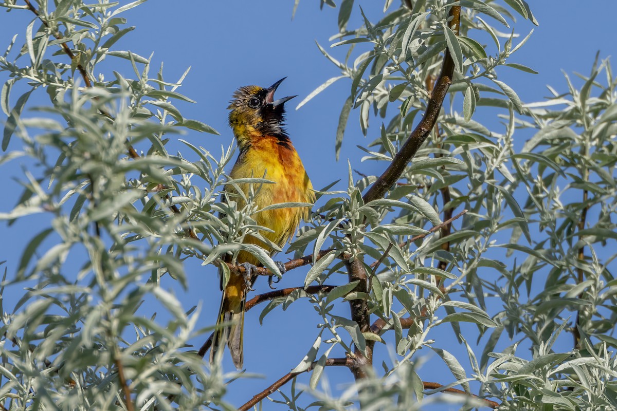 Orchard Oriole - ML619815233