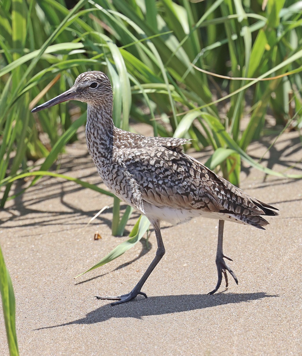 Willet - ML619815250