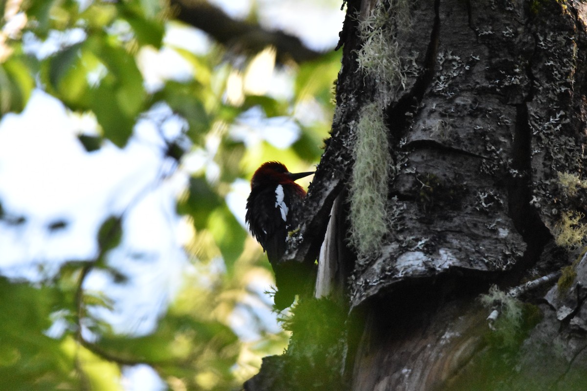 Red-breasted Sapsucker - ML619815257