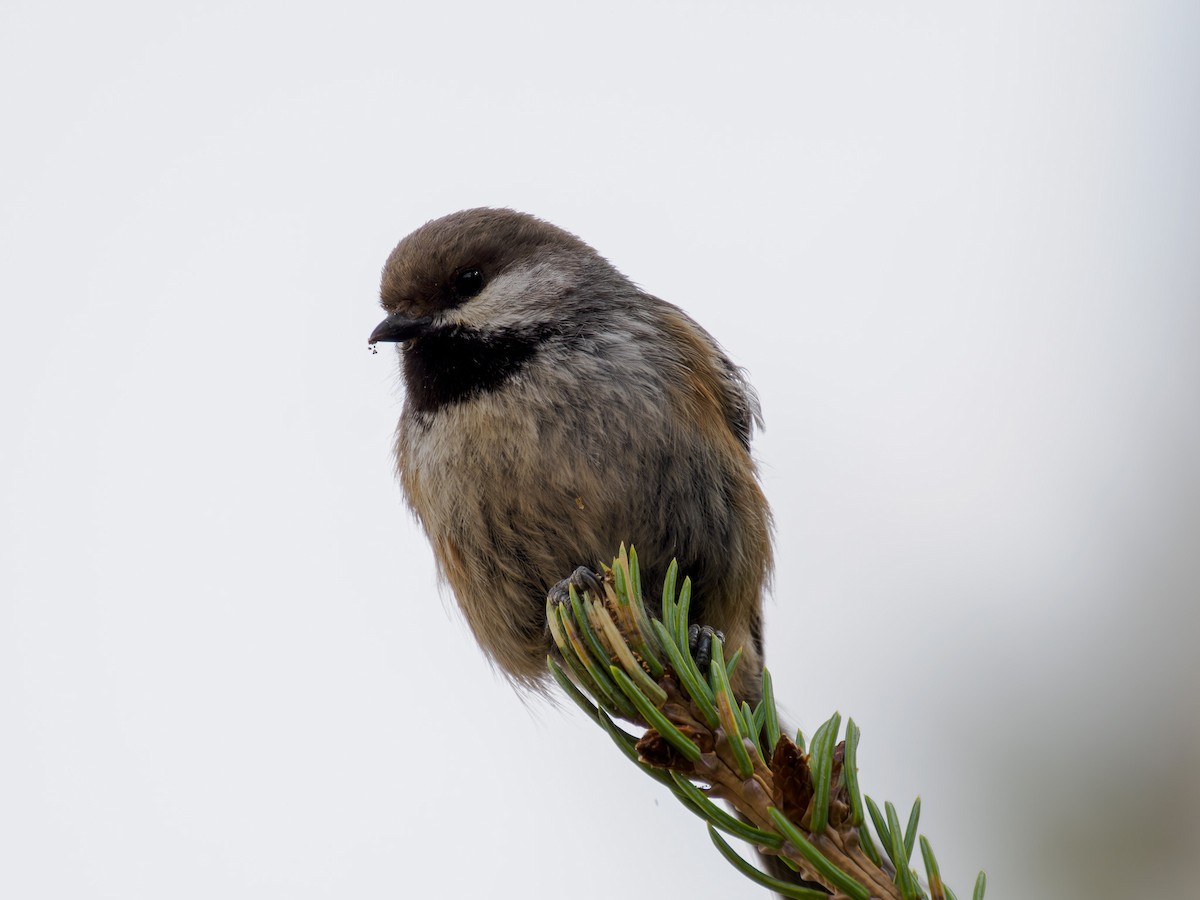 Boreal Chickadee - ML619815266