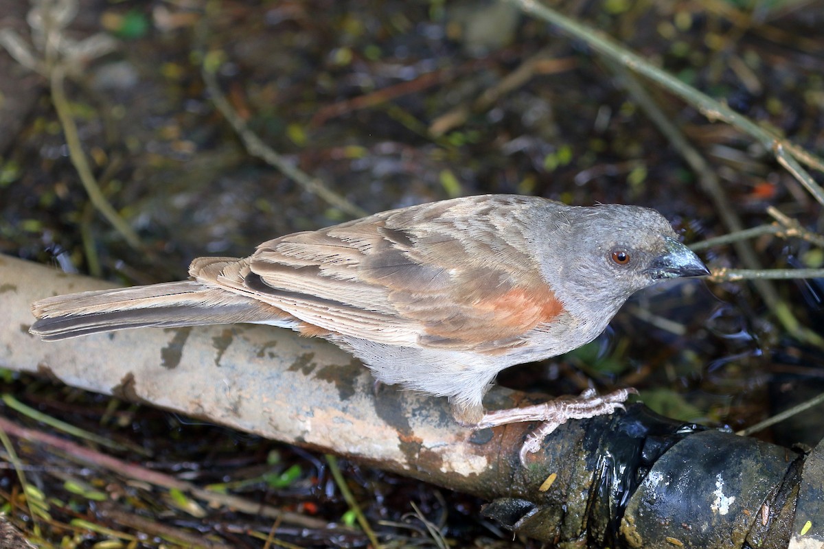 Parrot-billed Sparrow - ML619815270