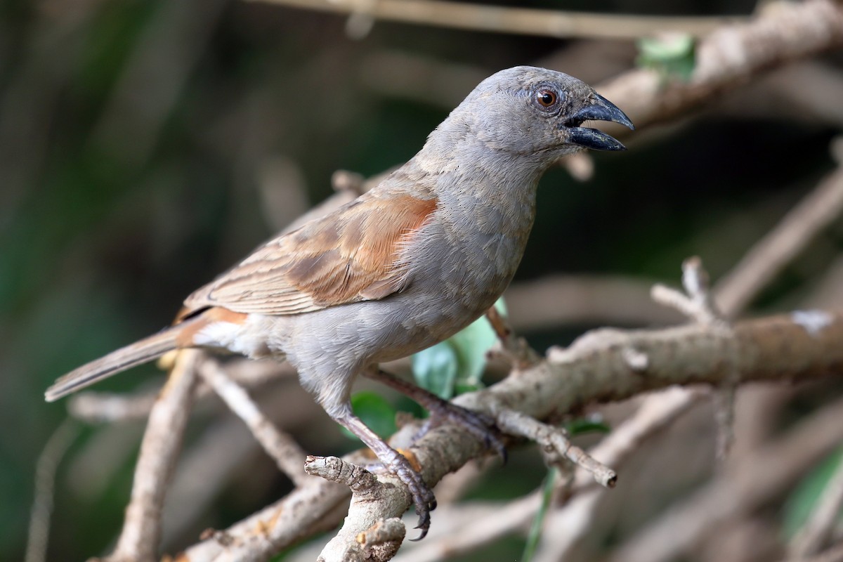 Parrot-billed Sparrow - ML619815271