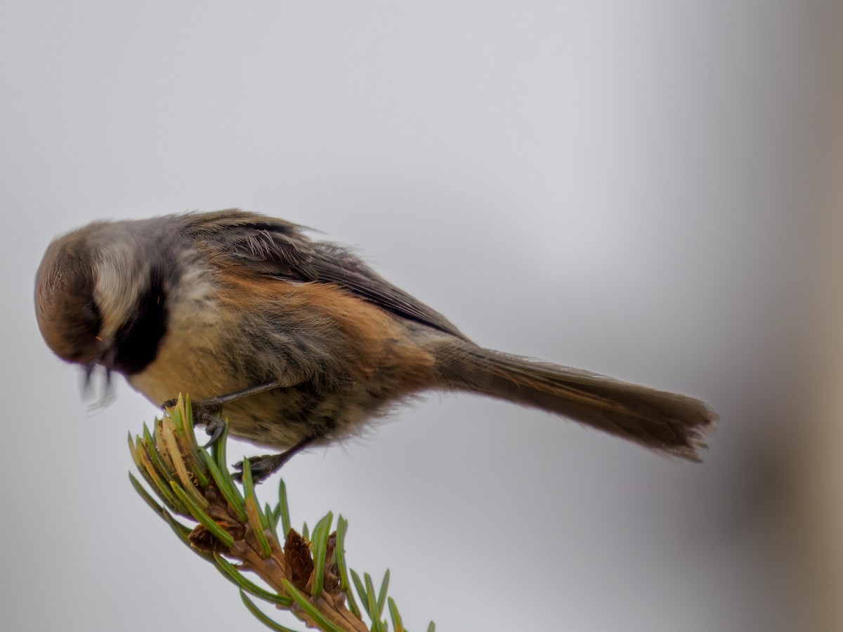 Boreal Chickadee - ML619815288