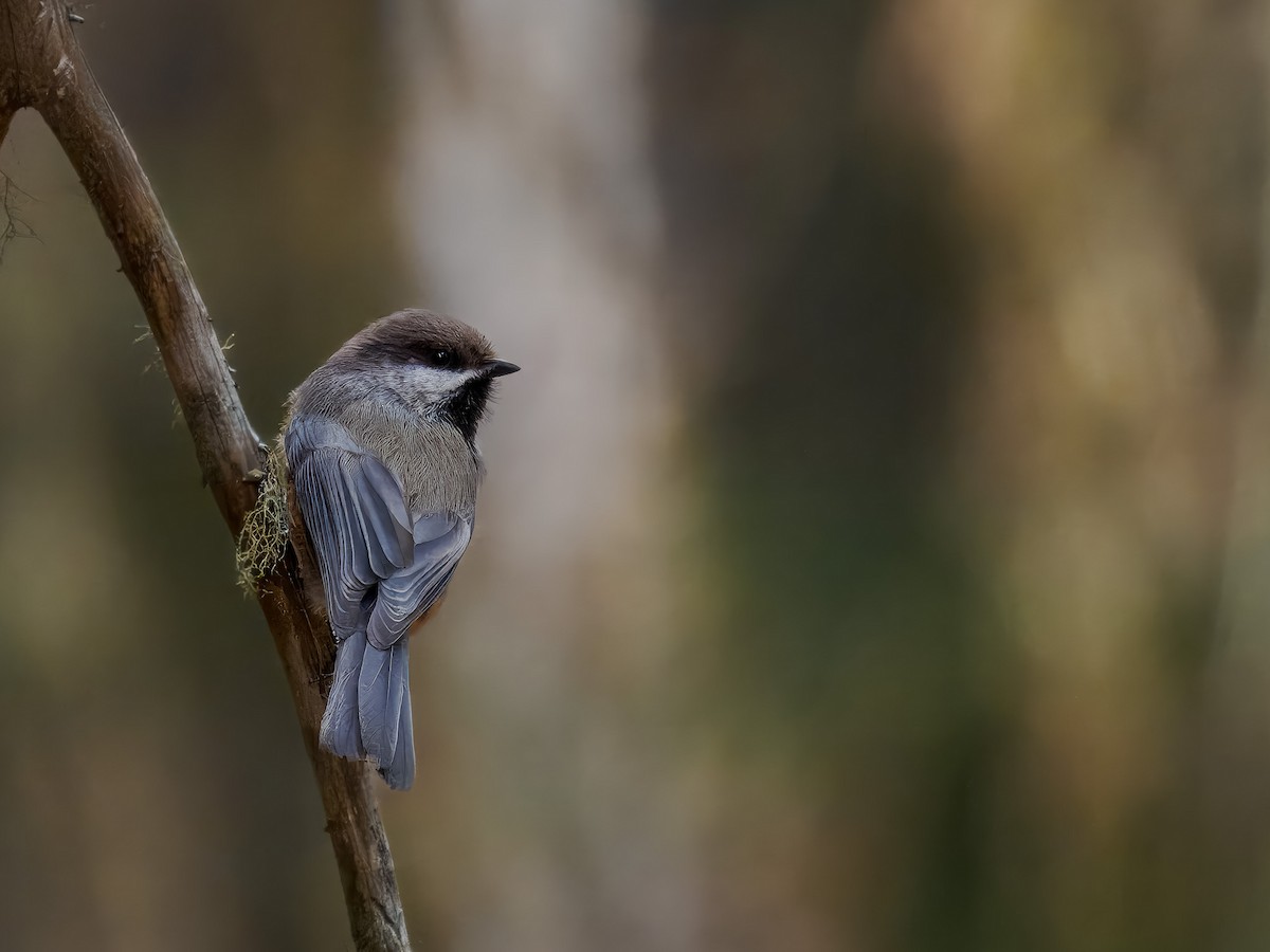 Boreal Chickadee - ML619815291