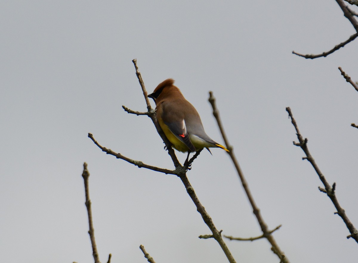 Cedar Waxwing - ML619815292