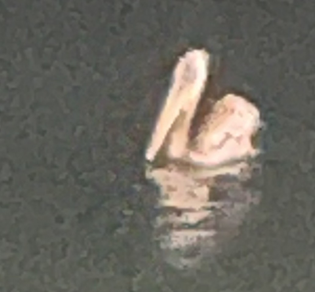 pelikán hnědý - ML619815301