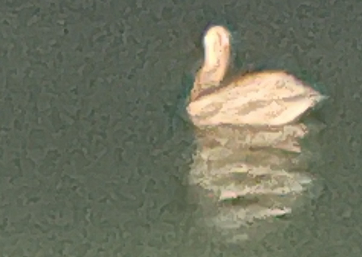 pelikán hnědý - ML619815302