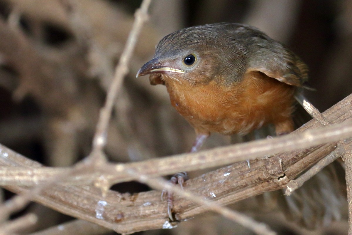 Rufous Chatterer - ML619815311