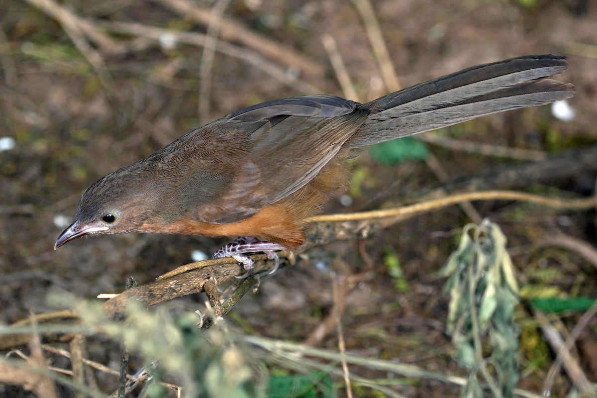 Rufous Chatterer - ML619815312