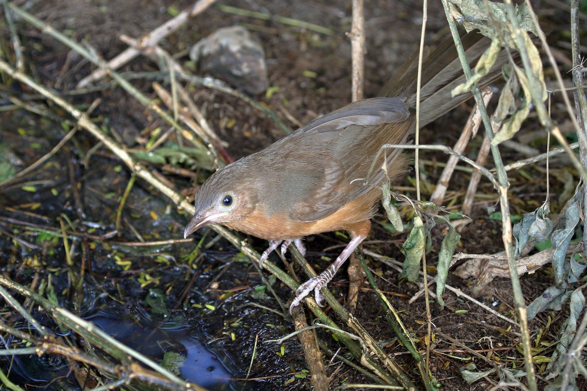 Rufous Chatterer - ML619815313