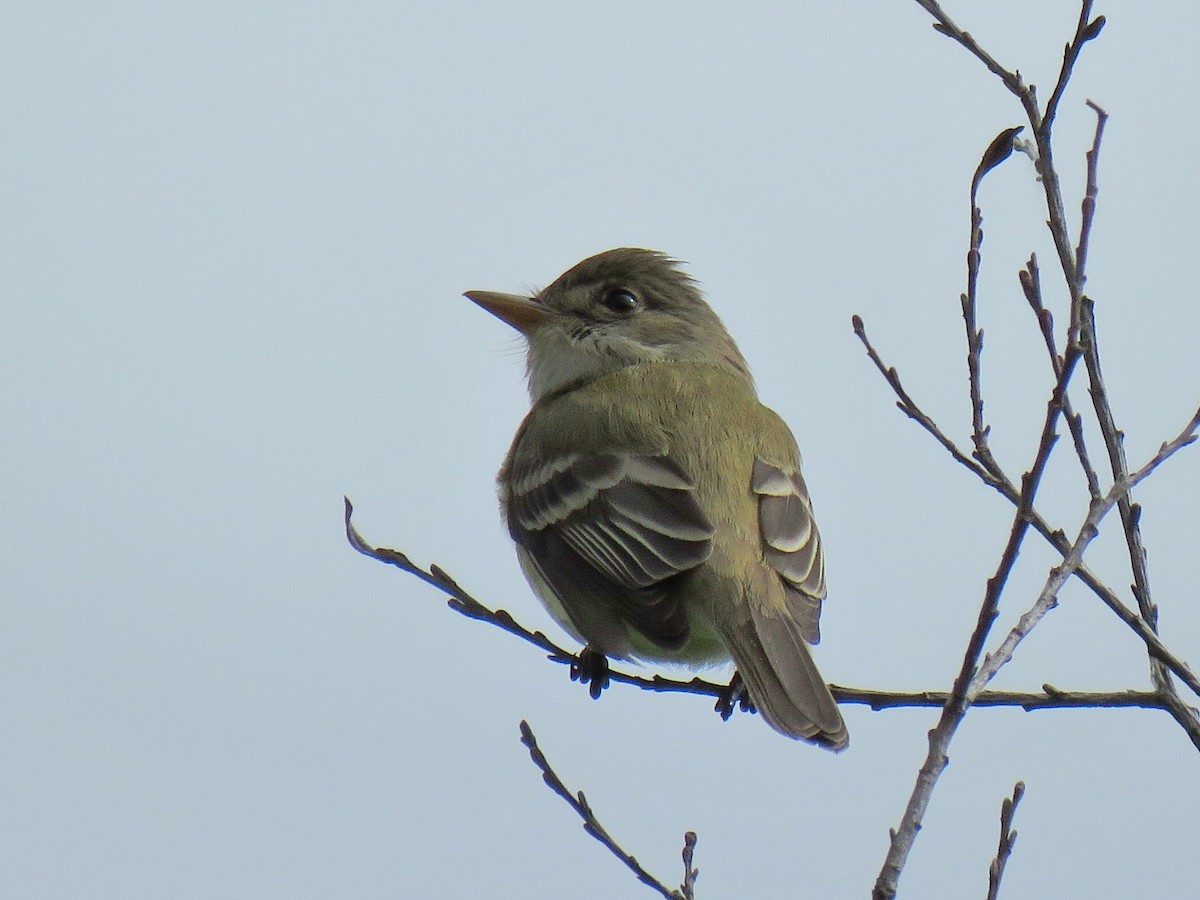 Willow Flycatcher - ML619815314