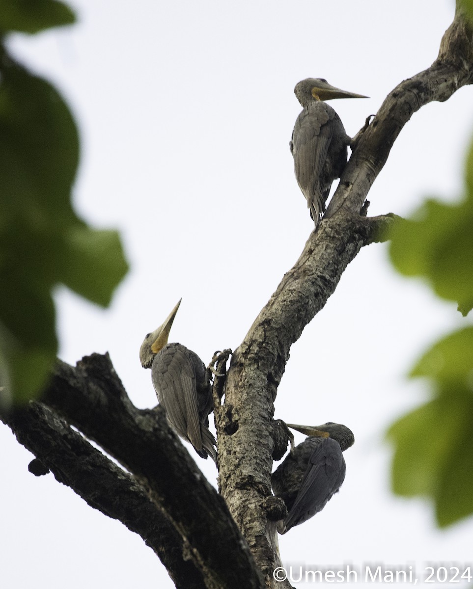 Great Slaty Woodpecker - ML619815316