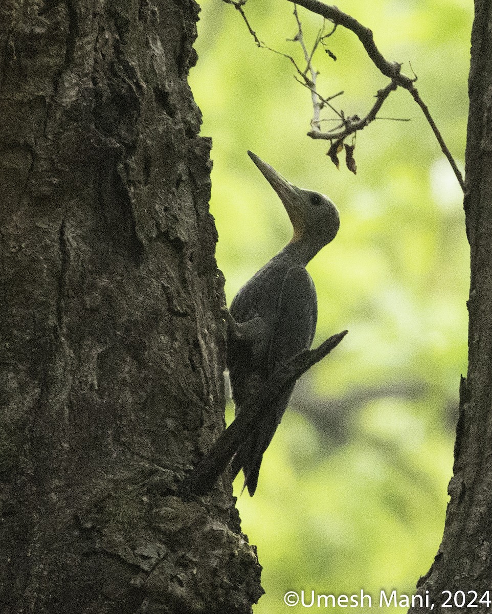 Great Slaty Woodpecker - ML619815317