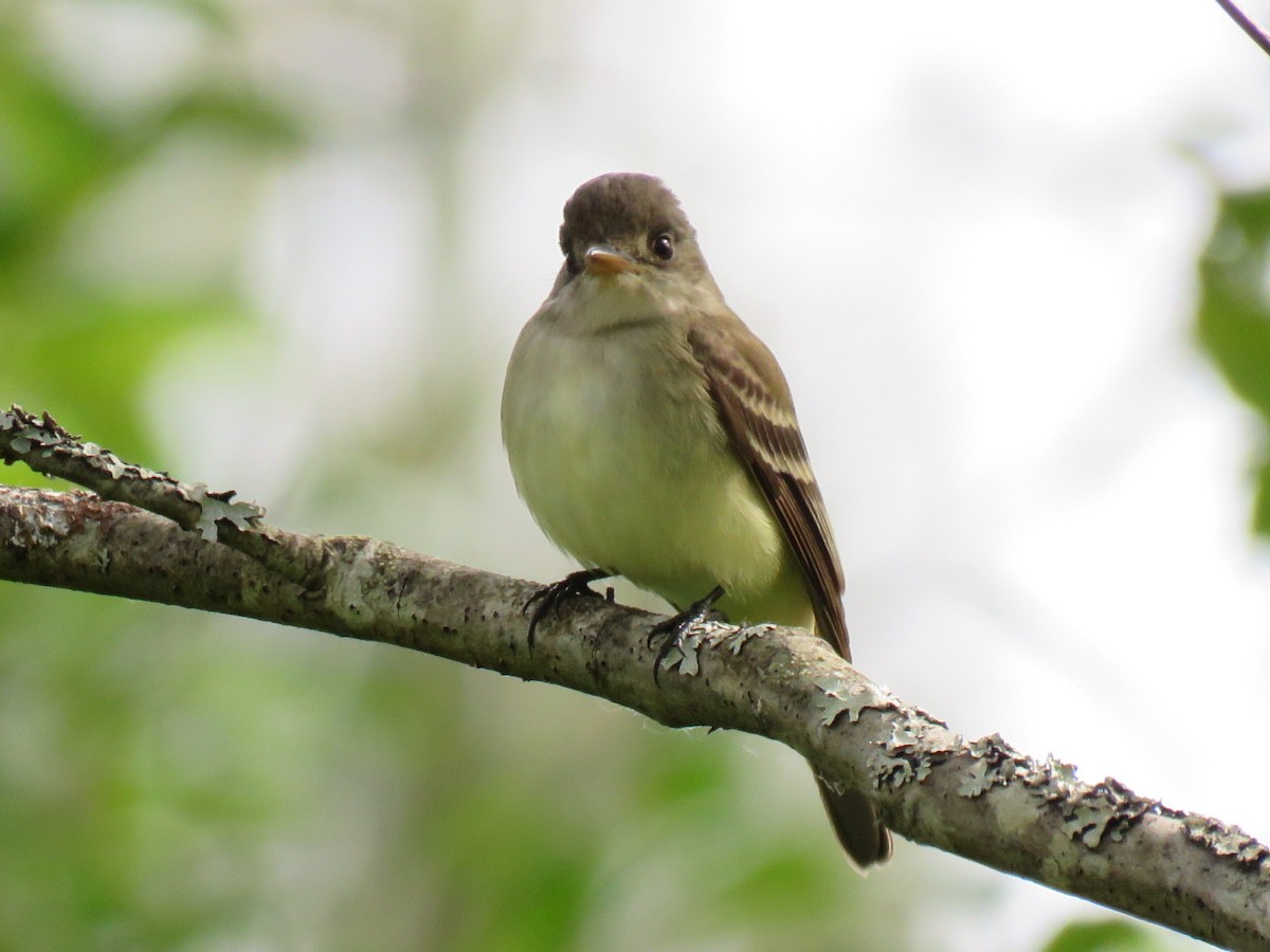 Willow Flycatcher - ML619815327