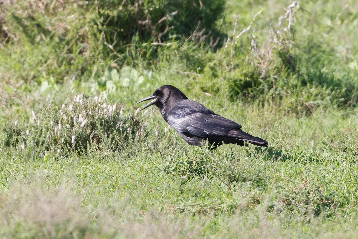 Cape Crow - ML619815329