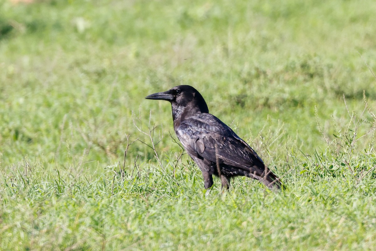 Cape Crow - ML619815331