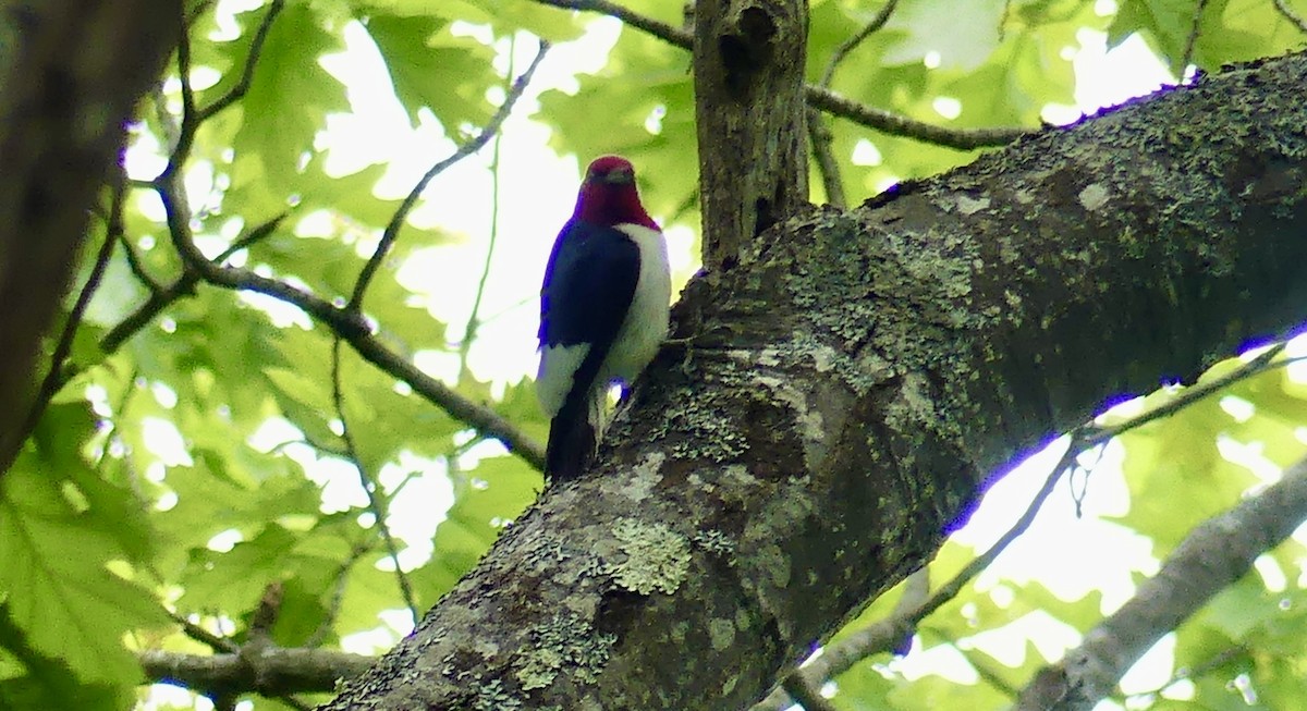 Red-headed Woodpecker - ML619815346
