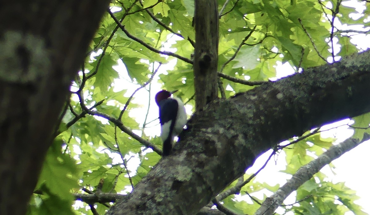 Red-headed Woodpecker - ML619815347