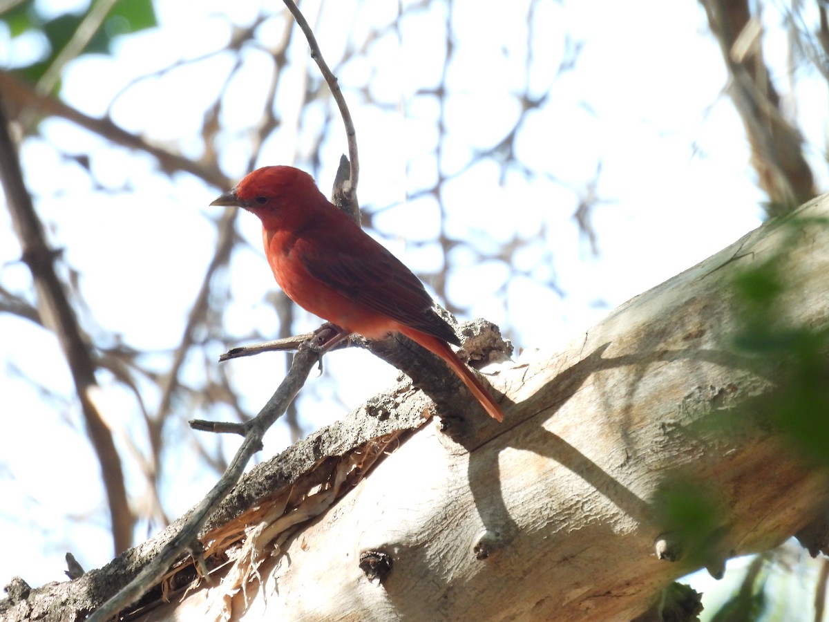 Summer Tanager - ML619815361