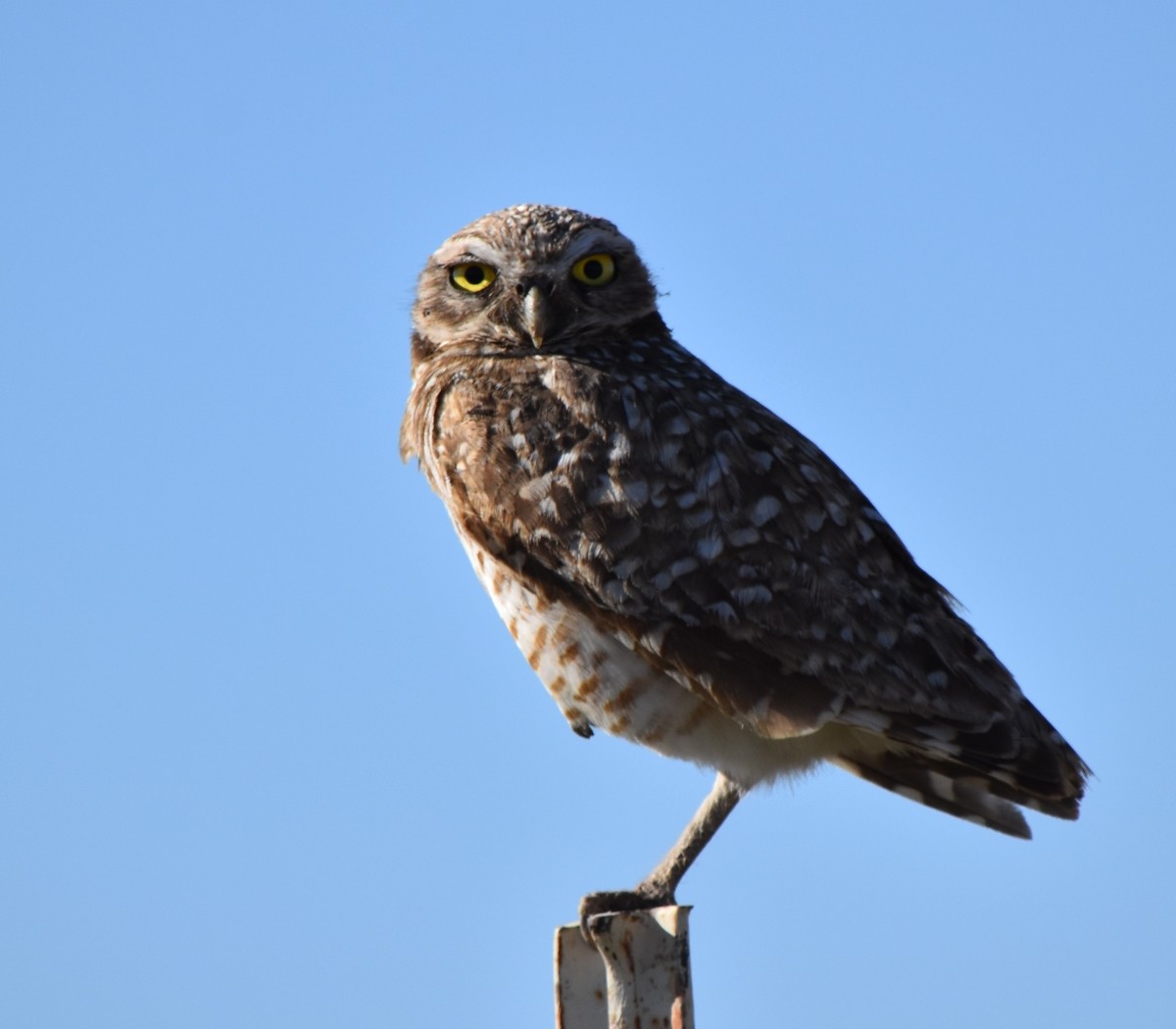 Burrowing Owl - ML619815389