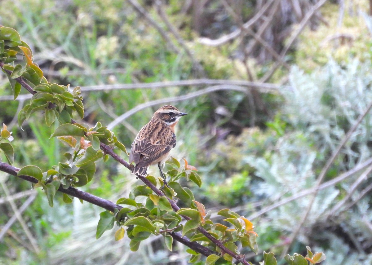 Whinchat - ML619815390