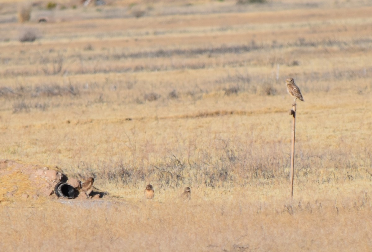 Burrowing Owl - ML619815391