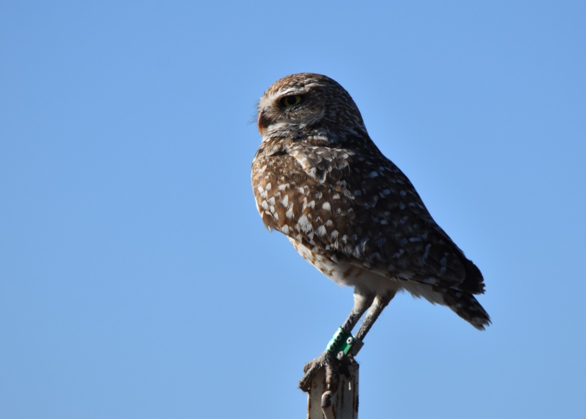 Burrowing Owl - ML619815392