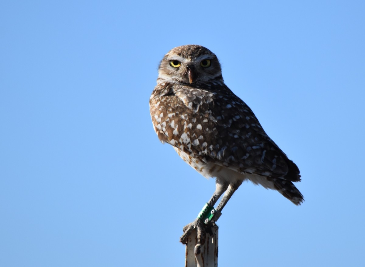 Burrowing Owl - Steve Nord