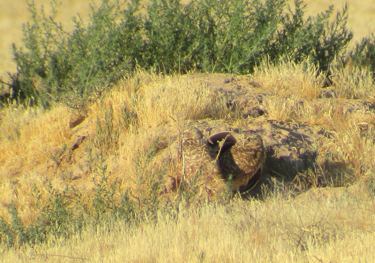 Burrowing Owl - ML619815394