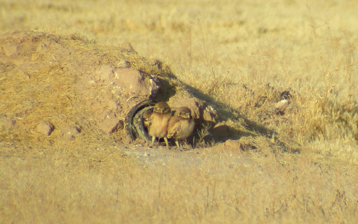 Burrowing Owl - ML619815395