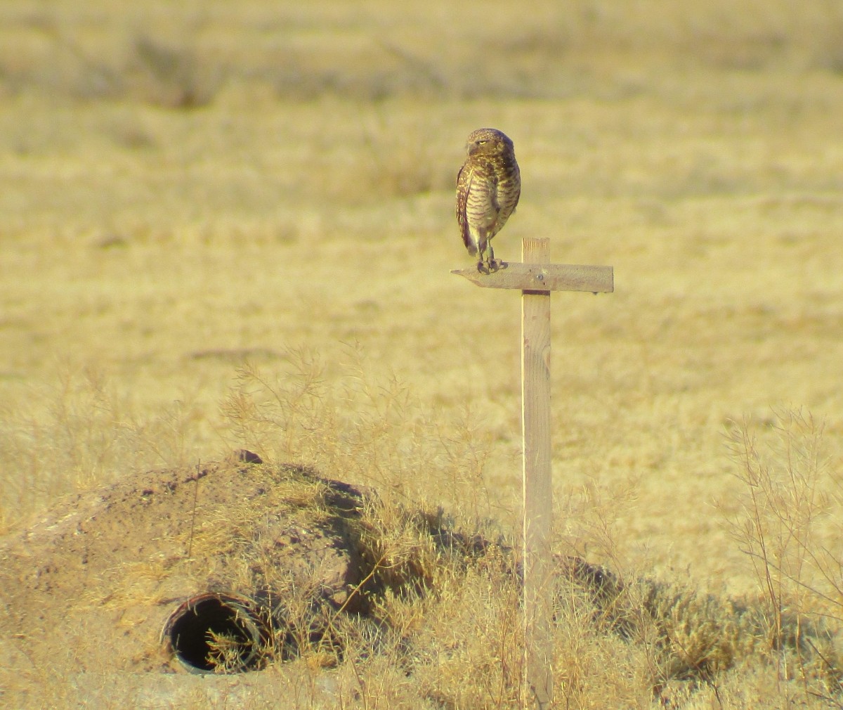 Burrowing Owl - ML619815396