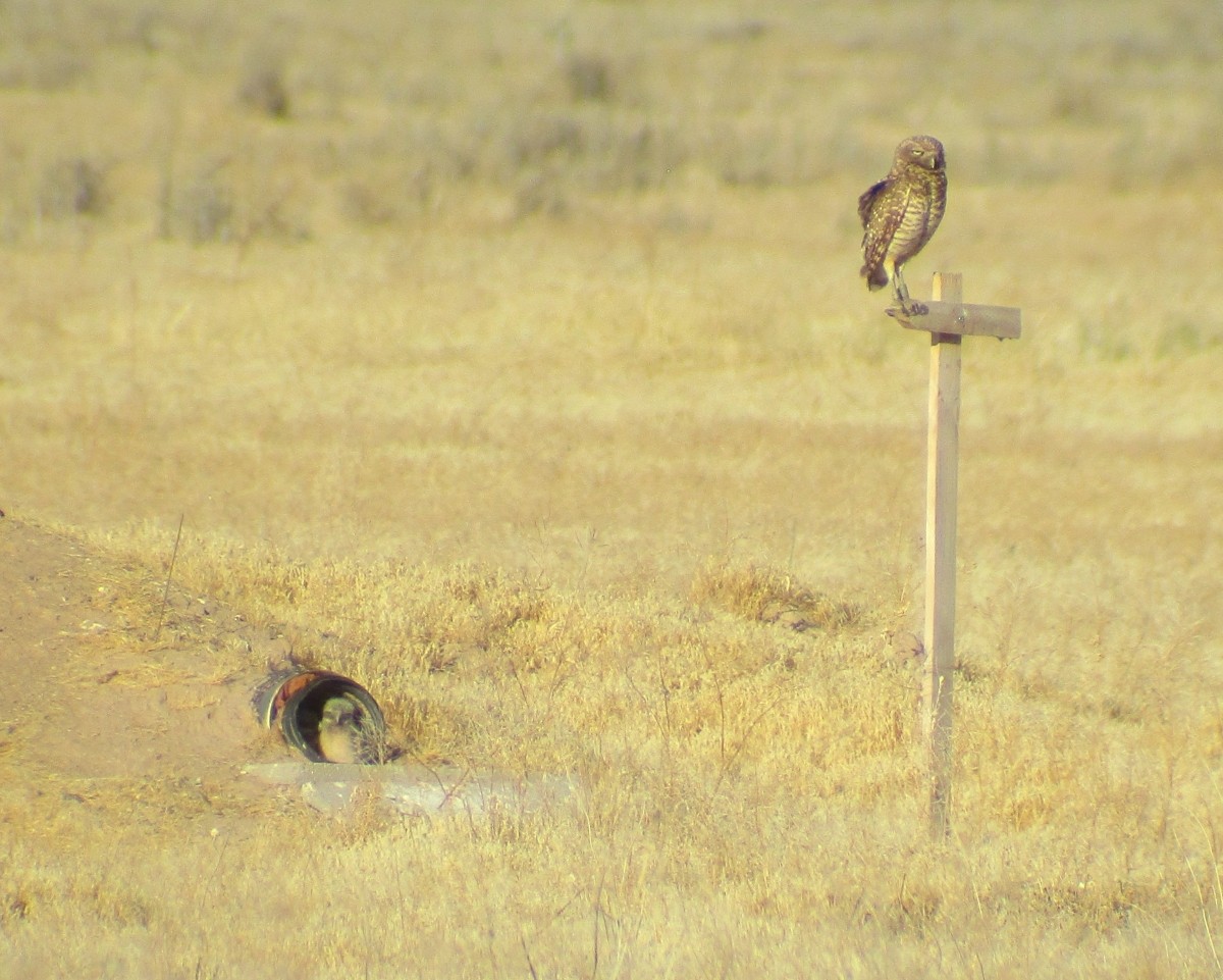 Burrowing Owl - ML619815398