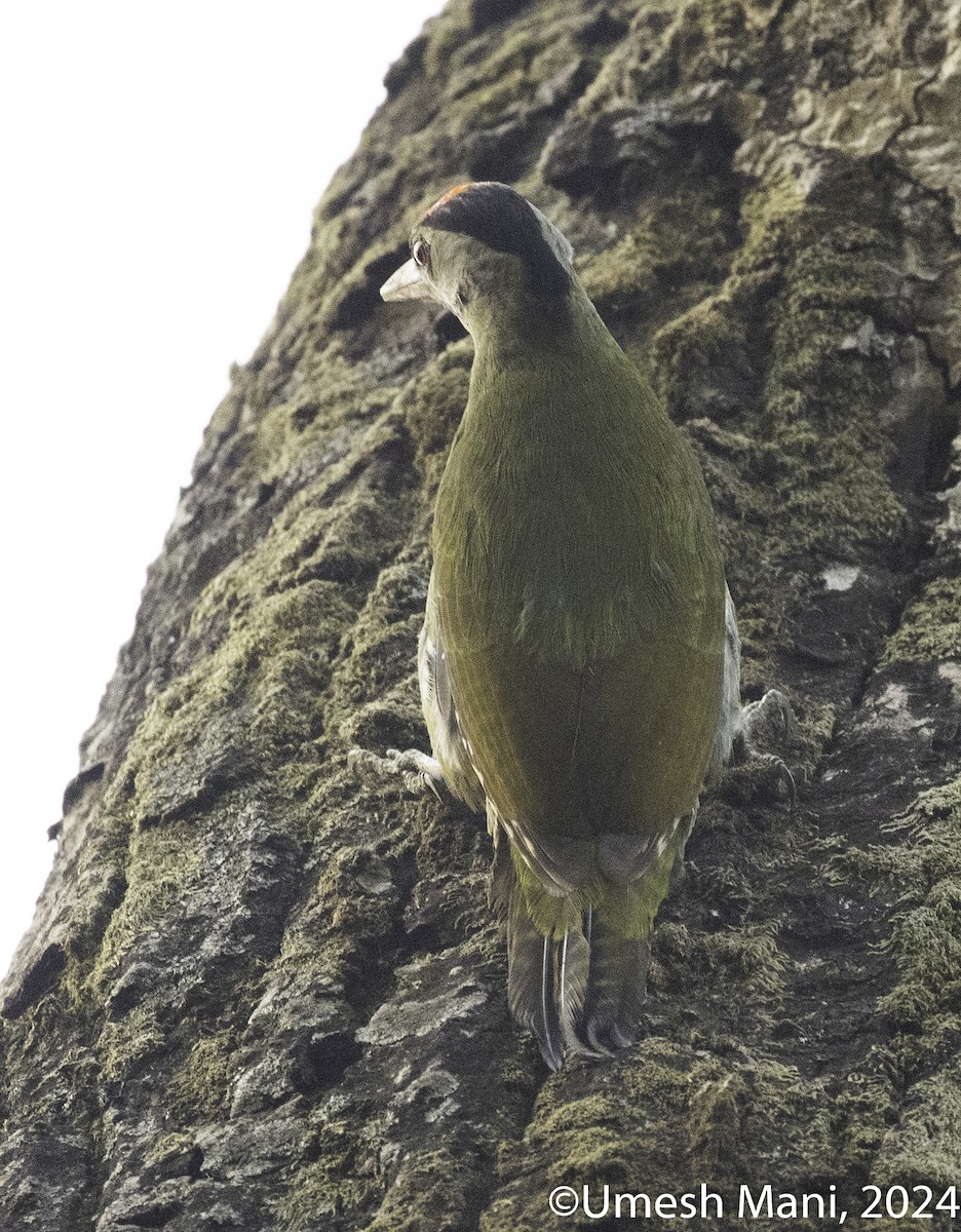 Gray-headed Woodpecker - Umesh Mani