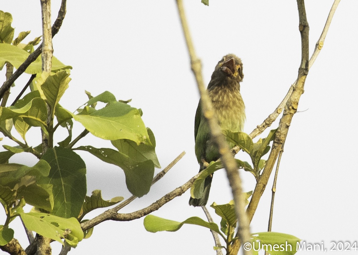 Lineated Barbet - ML619815414