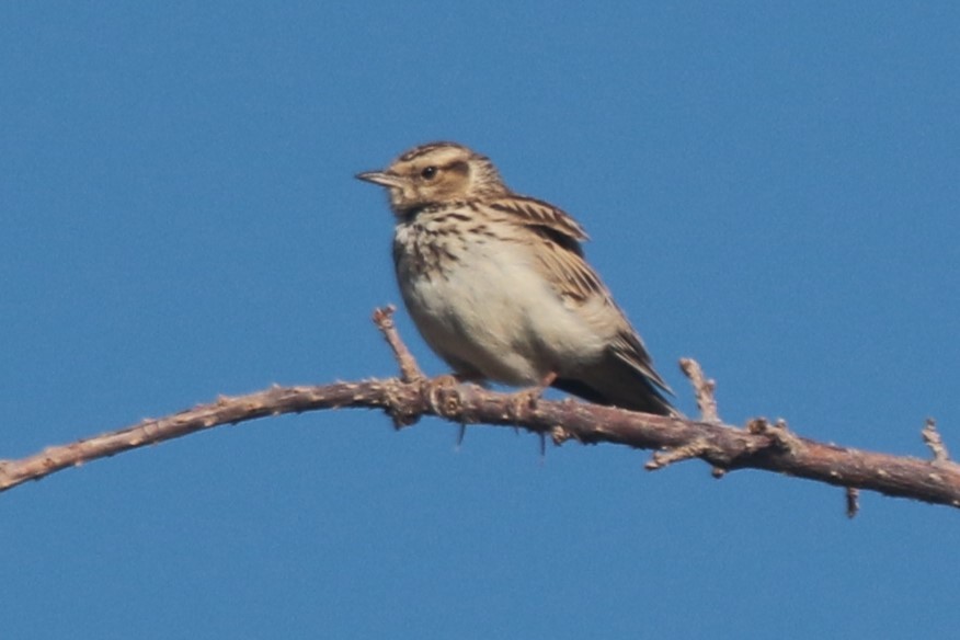 Wood Lark - ML619815419