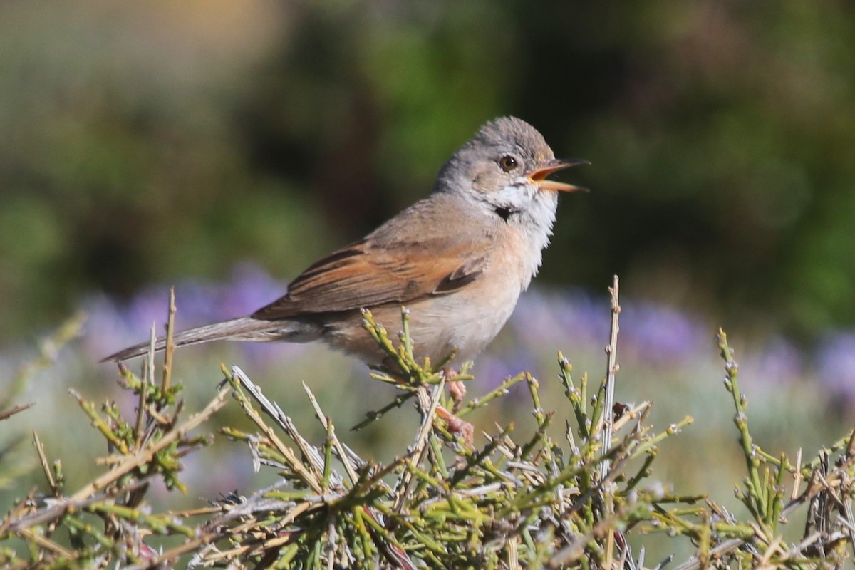 Spectacled Warbler - ML619815433
