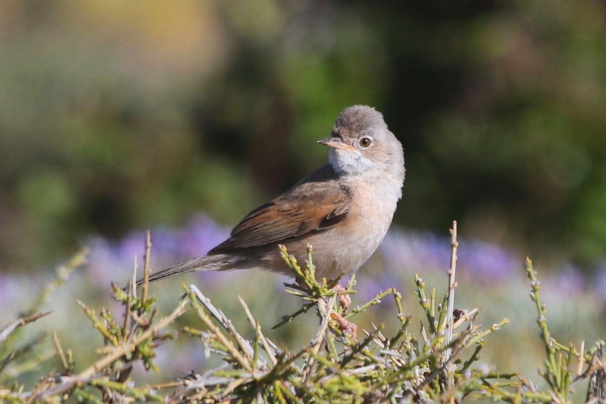 Spectacled Warbler - ML619815434