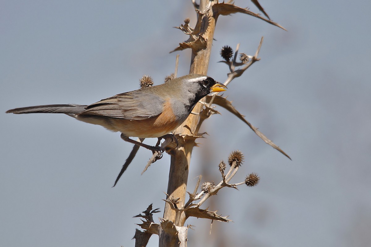 Many-colored Chaco Finch - ML619815435