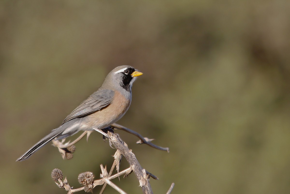 Many-colored Chaco Finch - ML619815436