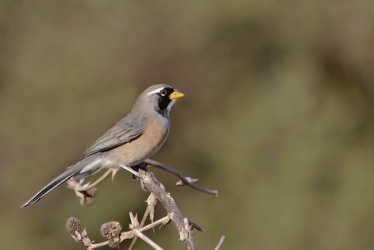 Saltator du Chaco - ML619815436