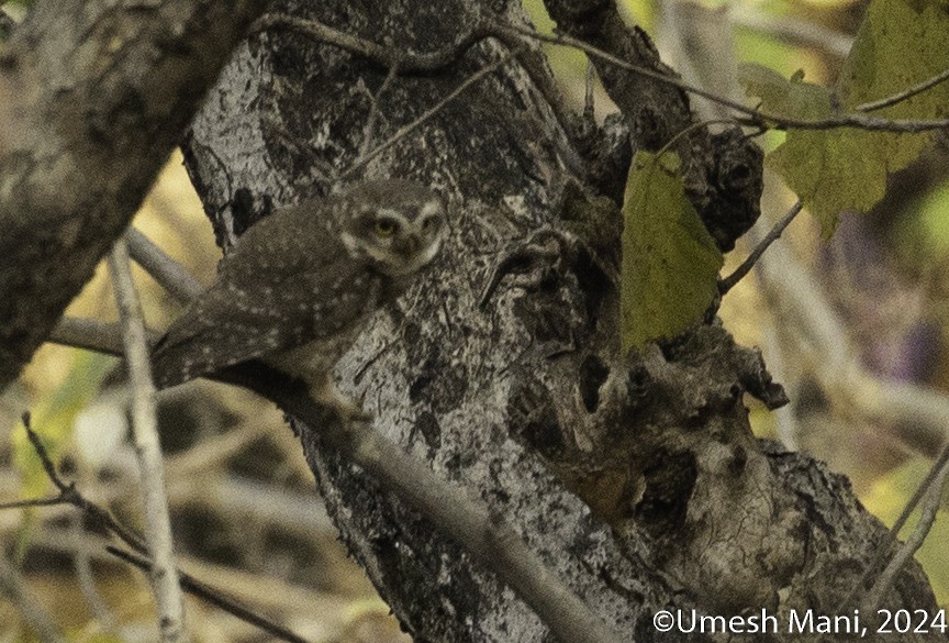 Spotted Owlet - ML619815438