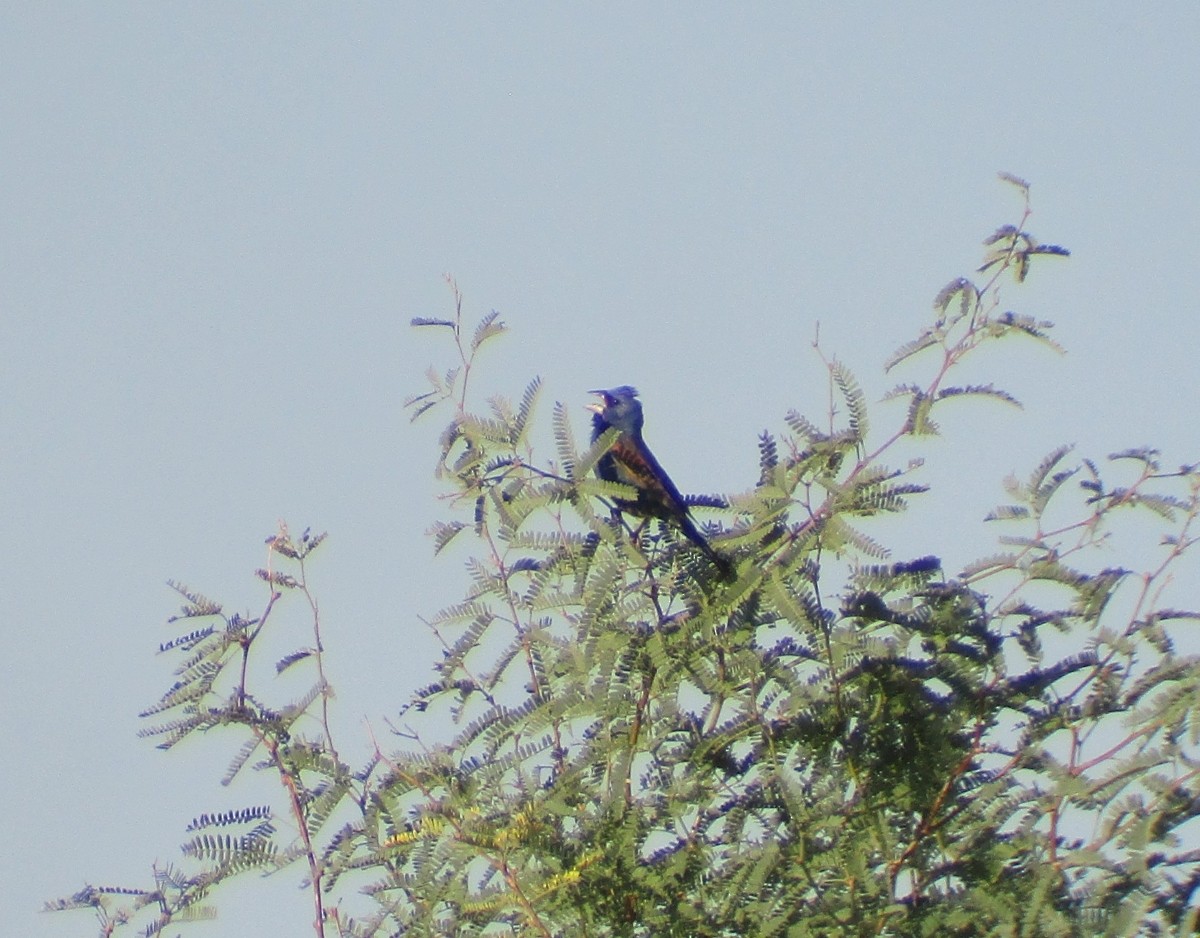 Blue Grosbeak - ML619815442