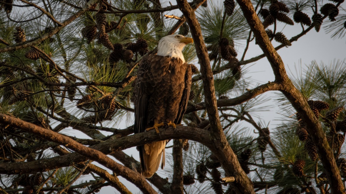 Bald Eagle - ML619815450