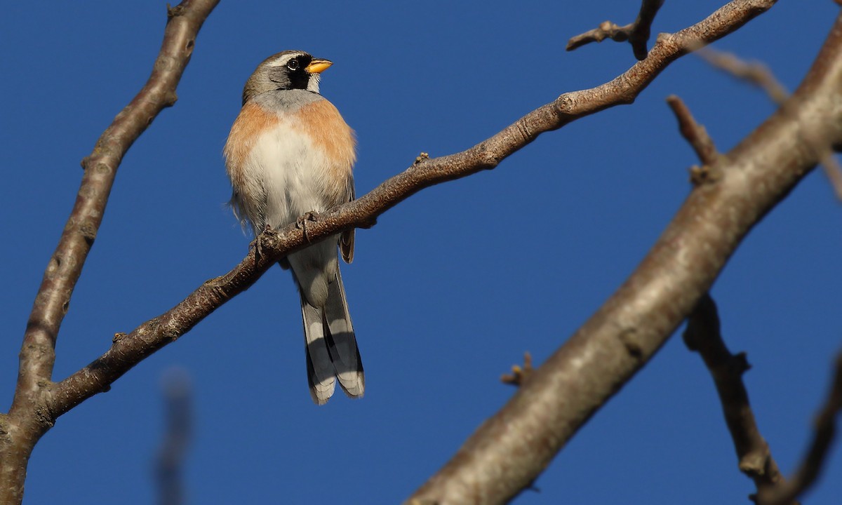 Many-colored Chaco Finch - Adrián Braidotti