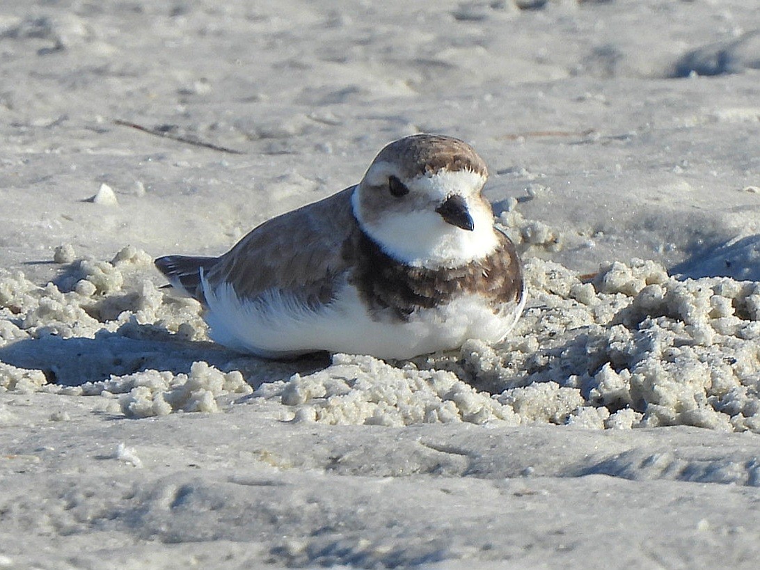 Piping Plover - ML619815460