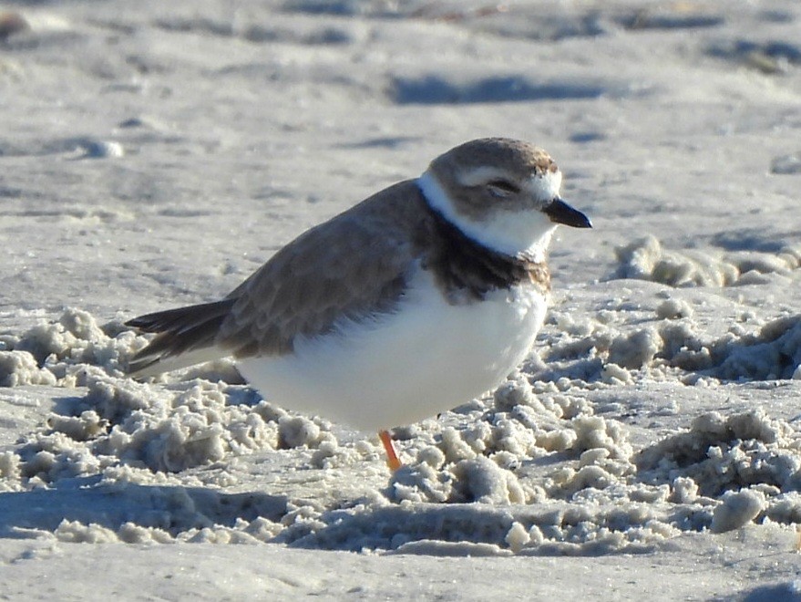 Piping Plover - ML619815461