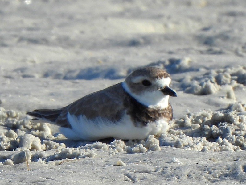 Piping Plover - ML619815462