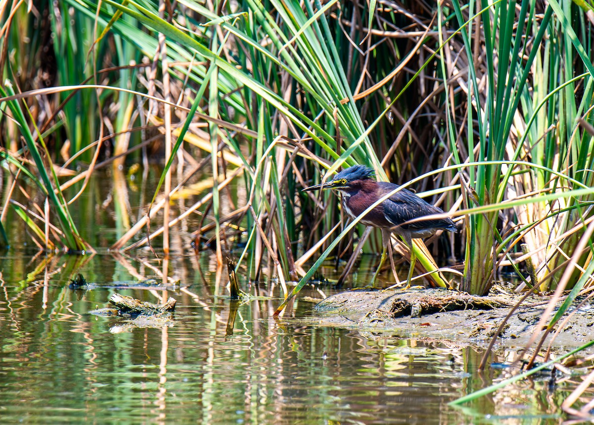 Green Heron - ML619815463