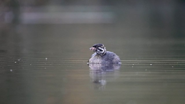 Zampullín Picogrueso - ML619815470